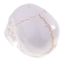 1:1 Life Size Human Head Skull Skeleton Model Educational Study Aid Lab Ornament Learning Resources