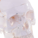 1:1 Life Size Human Head Skull Skeleton Model Educational Study Aid Lab Ornament Learning Resources