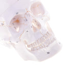 1:1 Life Size Human Head Skull Skeleton Model Educational Study Aid Lab Ornament Learning Resources