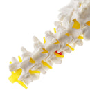 1:1 Human 5 Lumbar Vertebrae with Sacrum Coccyx Skeleton Model School Teaching Tool Lab Supplies