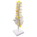 1:1 Human 5 Lumbar Vertebrae with Sacrum Coccyx Skeleton Model School Teaching Tool Lab Supplies