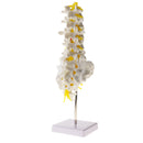 1:1 Human 5 Lumbar Vertebrae with Sacrum Coccyx Skeleton Model School Teaching Tool Lab Supplies