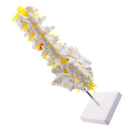 1:1 Human 5 Lumbar Vertebrae with Sacrum Coccyx Skeleton Model School Teaching Tool Lab Supplies