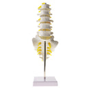 1:1 Human 5 Lumbar Vertebrae with Sacrum Coccyx Skeleton Model School Teaching Tool Lab Supplies