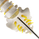 1:1 Human 5 Lumbar Vertebrae with Sacrum Coccyx Skeleton Model School Teaching Tool Lab Supplies