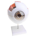 Simulation 4D Human Eye Ball Model School Teaching Tool Lab Supplies Science Toy