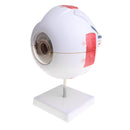 Simulation 4D Human Eye Ball Model School Teaching Tool Lab Supplies Science Toy