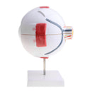Simulation 4D Human Eye Ball Model School Teaching Tool Lab Supplies Science Toy