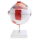 Simulation 4D Human Eye Ball Model School Teaching Tool Lab Supplies Science Toy