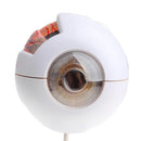 Simulation 4D Human Eye Ball Model School Teaching Tool Lab Supplies Science Toy