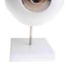 Simulation 4D Human Eye Ball Model School Teaching Tool Lab Supplies Science Toy