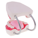 Large Size Human Mouth Teeth Tongue Model School Teaching Tools Lab Supplies Magnification 6x