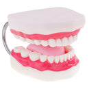 Large Size Human Mouth Teeth Tongue Model School Teaching Tools Lab Supplies Magnification 6x