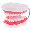 Large Size Human Mouth Teeth Tongue Model School Teaching Tools Lab Supplies Magnification 6x
