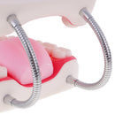 Large Size Human Mouth Teeth Tongue Model School Teaching Tools Lab Supplies Magnification 6x