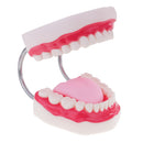 Large Size Human Mouth Teeth Tongue Model School Teaching Tools Lab Supplies Magnification 6x