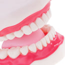 Large Size Human Mouth Teeth Tongue Model School Teaching Tools Lab Supplies Magnification 6x