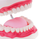 Large Size Human Mouth Teeth Tongue Model School Teaching Tools Lab Supplies Magnification 6x