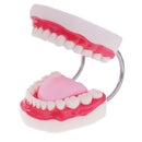 Large Size Human Mouth Teeth Tongue Model School Teaching Tools Lab Supplies Magnification 6x