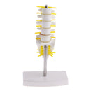 15cm Replica Human 5 Lumbar Vertebrae w/ Sacrum & Coccyx Model School Teaching Tools Lab Equipment