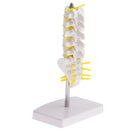 15cm Replica Human 5 Lumbar Vertebrae w/ Sacrum & Coccyx Model School Teaching Tools Lab Equipment