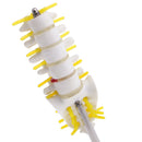 15cm Replica Human 5 Lumbar Vertebrae w/ Sacrum & Coccyx Model School Teaching Tools Lab Equipment