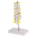 15cm Replica Human 5 Lumbar Vertebrae w/ Sacrum & Coccyx Model School Teaching Tools Lab Equipment