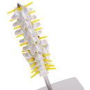 15cm Replica Human 5 Lumbar Vertebrae w/ Sacrum & Coccyx Model School Teaching Tools Lab Equipment