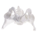 1:1 Lifesize Professional Female Pelvis Sacrum Pubis Skeleton School Teaching Model Kit Lab Supplies