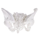 1:1 Lifesize Professional Female Pelvis Sacrum Pubis Skeleton School Teaching Model Kit Lab Supplies