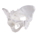 1:1 Lifesize Professional Female Pelvis Sacrum Pubis Skeleton School Teaching Model Kit Lab Supplies