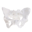 1:1 Lifesize Professional Female Pelvis Sacrum Pubis Skeleton School Teaching Model Kit Lab Supplies