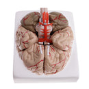 1:1 Life Size Human Brain w/Arteries Educative Model Learning Resources Lab Ornament