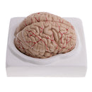 1:1 Life Size Human Brain w/Arteries Educative Model Learning Resources Lab Ornament