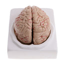 1:1 Life Size Human Brain w/Arteries Educative Model Learning Resources Lab Ornament