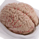 1:1 Life Size Human Brain w/Arteries Educative Model Learning Resources Lab Ornament