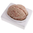 1:1 Life Size Human Brain w/Arteries Educative Model Learning Resources Lab Ornament