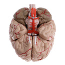 1:1 Life Size Human Brain w/Arteries Educative Model Learning Resources Lab Ornament