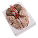 1:1 Life Size Human Brain w/Arteries Educative Model Learning Resources Lab Ornament