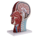 Median Section of 1:1 Human Head & Neck Superficial Muscle Nerve Model Kit School Teaching Tools Lab Ornament w/Base