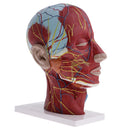 Median Section of 1:1 Human Head & Neck Superficial Muscle Nerve Model Kit School Teaching Tools Lab Ornament w/Base