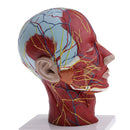 Median Section of 1:1 Human Head & Neck Superficial Muscle Nerve Model Kit School Teaching Tools Lab Ornament w/Base