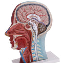 Median Section of 1:1 Human Head & Neck Superficial Muscle Nerve Model Kit School Teaching Tools Lab Ornament w/Base