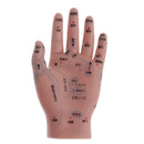 2 Pcs14cm Hand Models Set for Educative Learning Resources Lab Ornament