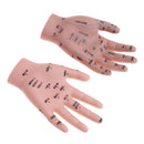 2 Pcs14cm Hand Models Set for Educative Learning Resources Lab Ornament