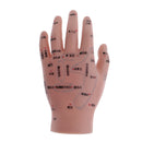 2 Pcs14cm Hand Models Set for Educative Learning Resources Lab Ornament