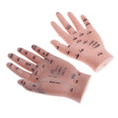 2 Pcs14cm Hand Models Set for Educative Learning Resources Lab Ornament