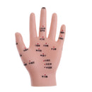 2 Pcs14cm Hand Models Set for Educative Learning Resources Lab Ornament