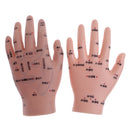2 Pcs14cm Hand Models Set for Educative Learning Resources Lab Ornament
