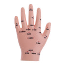 2 Pcs14cm Hand Models Set for Educative Learning Resources Lab Ornament